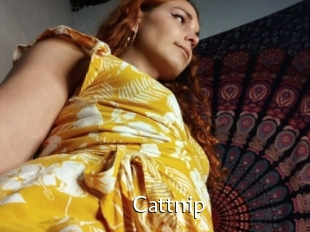 Cattnip