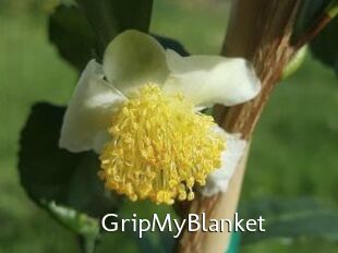 GripMyBlanket