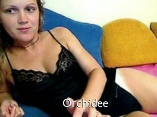 Orchidee