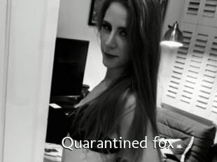 Quarantined_fox
