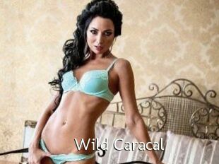 Wild_Caracal